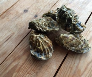 Oysters